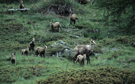 Harde de jeunes chamois et mère